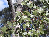 Eucalyptus populnea leaf.jpg