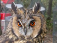 Face of long ear owl.JPG