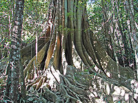 Ficus obliqua trunk.jpg