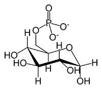 Glucose-6-phosphate-skeletal.png