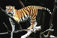 Image-Siberian Tiger sf.jpg