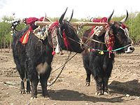 In Tibet, yaks are decorated and honored by the families they are part of.jpg