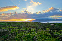 Landscape of the Pico Island Vineyard Culture.jpg