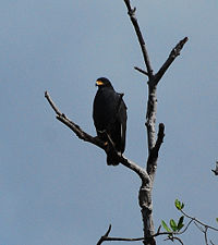 Mangrove Black Hawk.jpg