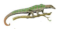 Megalancosaurus BW.jpg