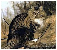 El gato modelo que sirvió para elaborar el estándar de los Bosque de Noruega