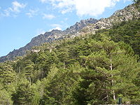 Bosque montano de Córcega