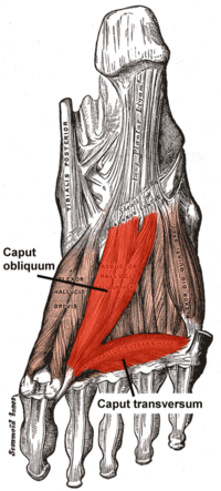 Musculus adductor hallucis.png