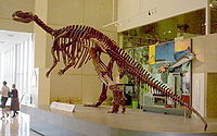 Muttaburrasaurus-Dinosaur-skeleton.jpg