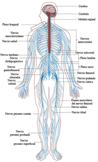 Nervous system diagram-es.png