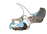 Ojoceratops skull reconstruction (final).jpg