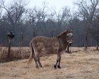 Old mule in Oklahoma.jpg