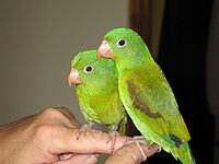 Orange-chinned Parakeet (Brotogeris jugularis)12.jpg