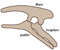Ornithischia-ES-corregido.png