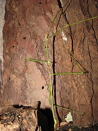Phobaeticus serratipes - male.JPG