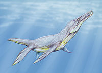 Plesiopleurodon2DB.jpg