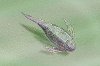 Pterichthyodes milleri.jpg
