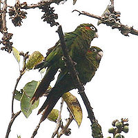 Pyrrhura hoffmanni -Costa Rica-4-4c.jpg