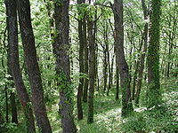 Bosque montano caducifolio de los Apeninos