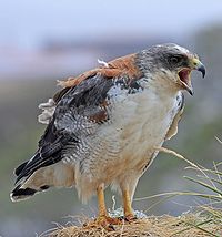 Red-backed Hawk (Buteo polyosoma) 1.jpg