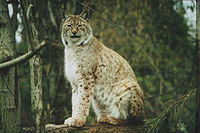 S205 Lynx-Heildelberg Zoo 2005.jpg