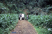 Selva de tierras bajas de Santo Tomé,Príncipe y Annobón