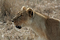Serengeti Lion 1.jpg