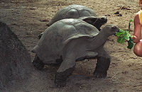 Seychelles tortoise2(js).jpg