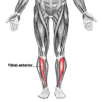 Tibial anterior.png