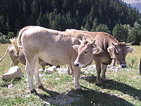 Vaca pirenaica.jpg