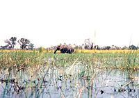 Pradera inundada del Zambeze
