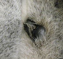 Lemur catta spur and antebrachial gland.jpg