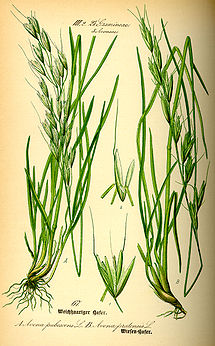 Illustration Avenula pubescens0.jpg