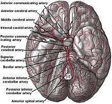 Arteries beneath brain Gray closer.jpg