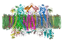 Cytochrome C Oxidase 1OCC in Membrane 2.png