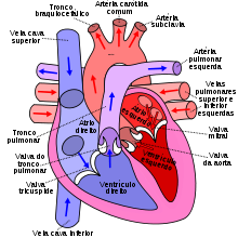Diagram of the human heart (cropped) pt.svg