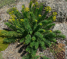 Euphorbia nicaeensis 1.jpg