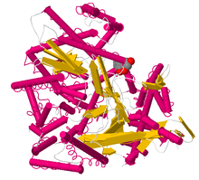 Glucogeno fosforilasa estructura secundaria.png
