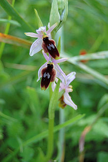 Ophrys lunulata zingaro 120.jpg