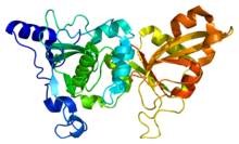 Protein CAPN1 PDB 1zcm.png