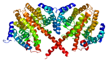 Protein HNF4A PDB 1m7w.png