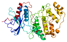 Protein MAPK1 PDB 1erk.png