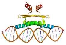 Protein MEF2D PDB 1c7u.png