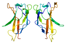 Protein RELA PDB 1bft.png
