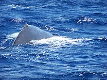 Photo of sperm whale with exposed back at the surface.