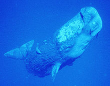 Foto de una ballena de forma rectangular con el flanco rugoso, piel con la parte posterior con aspecto de corteza de árbol, dos aletas pectorales pequeñas, aletas posteriores articuladas y un área moteada sobre el ojo.