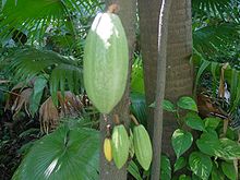 Theobroma cacao frutos