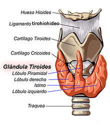 Tiroides anatomia 01.jpg