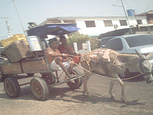 Transporte animal en Maracaibo.JPG