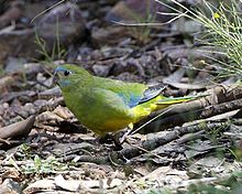 Turquoise Parrot (Neophema pulchella)-6.jpg